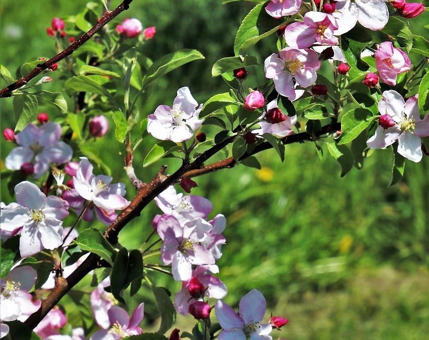 Image audio Dans mon jardin