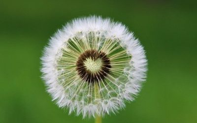 Sortez de la morosité avec les FLOWrilèges!