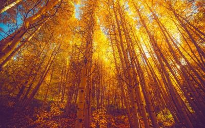 L’enseignement magnifique de Pando